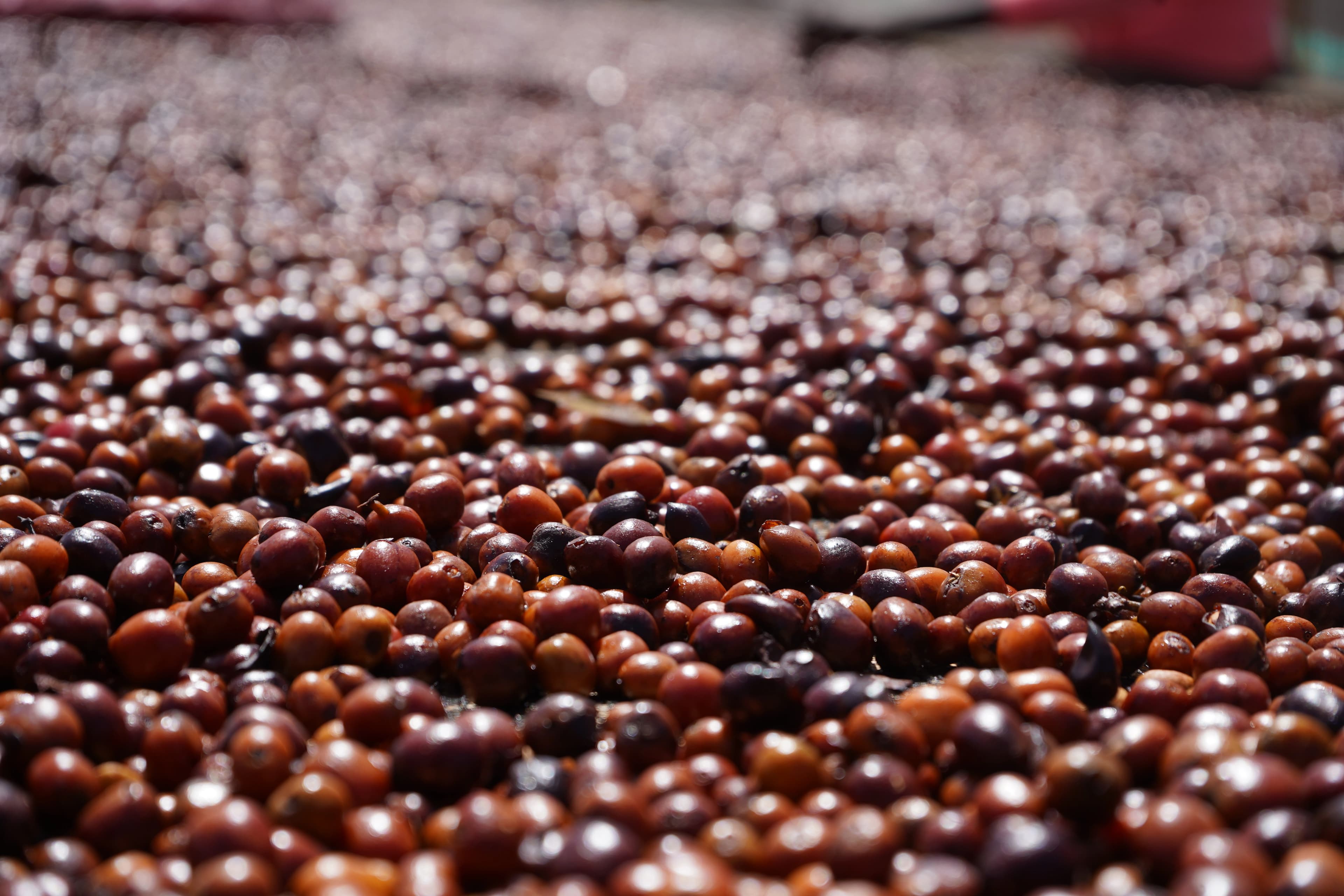 Ethiopian coffee farming and processing