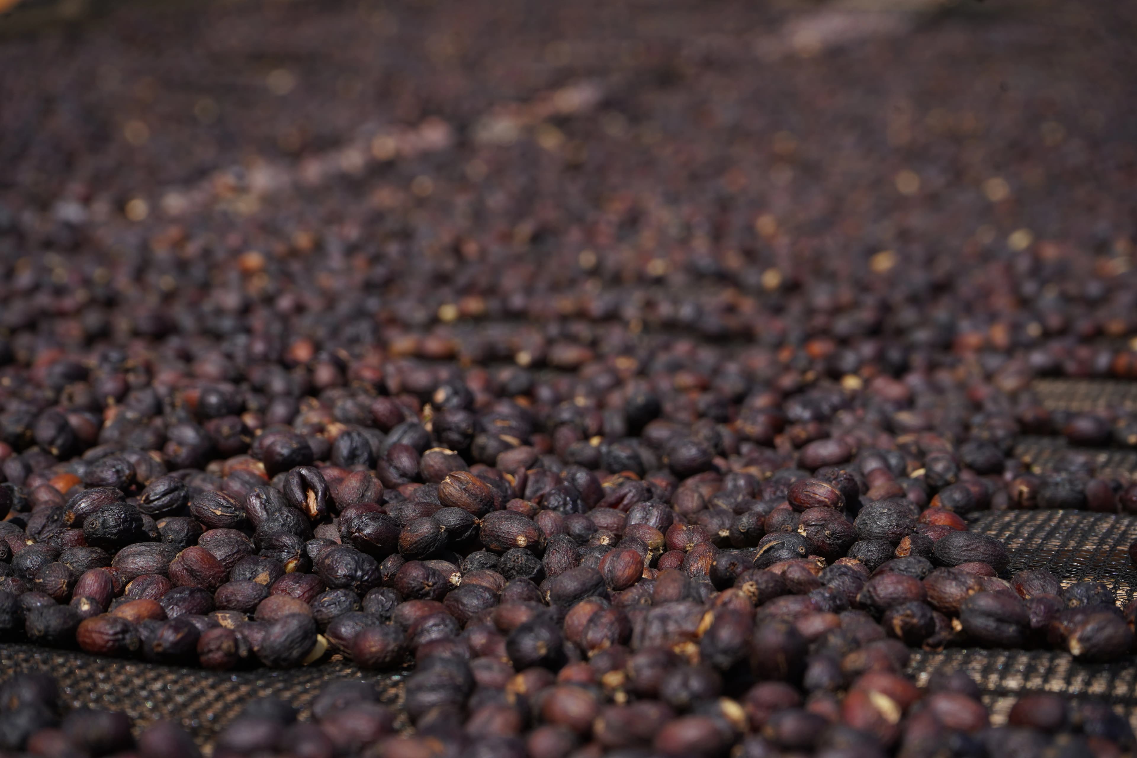 Coffee plantation landscape in Ethiopia