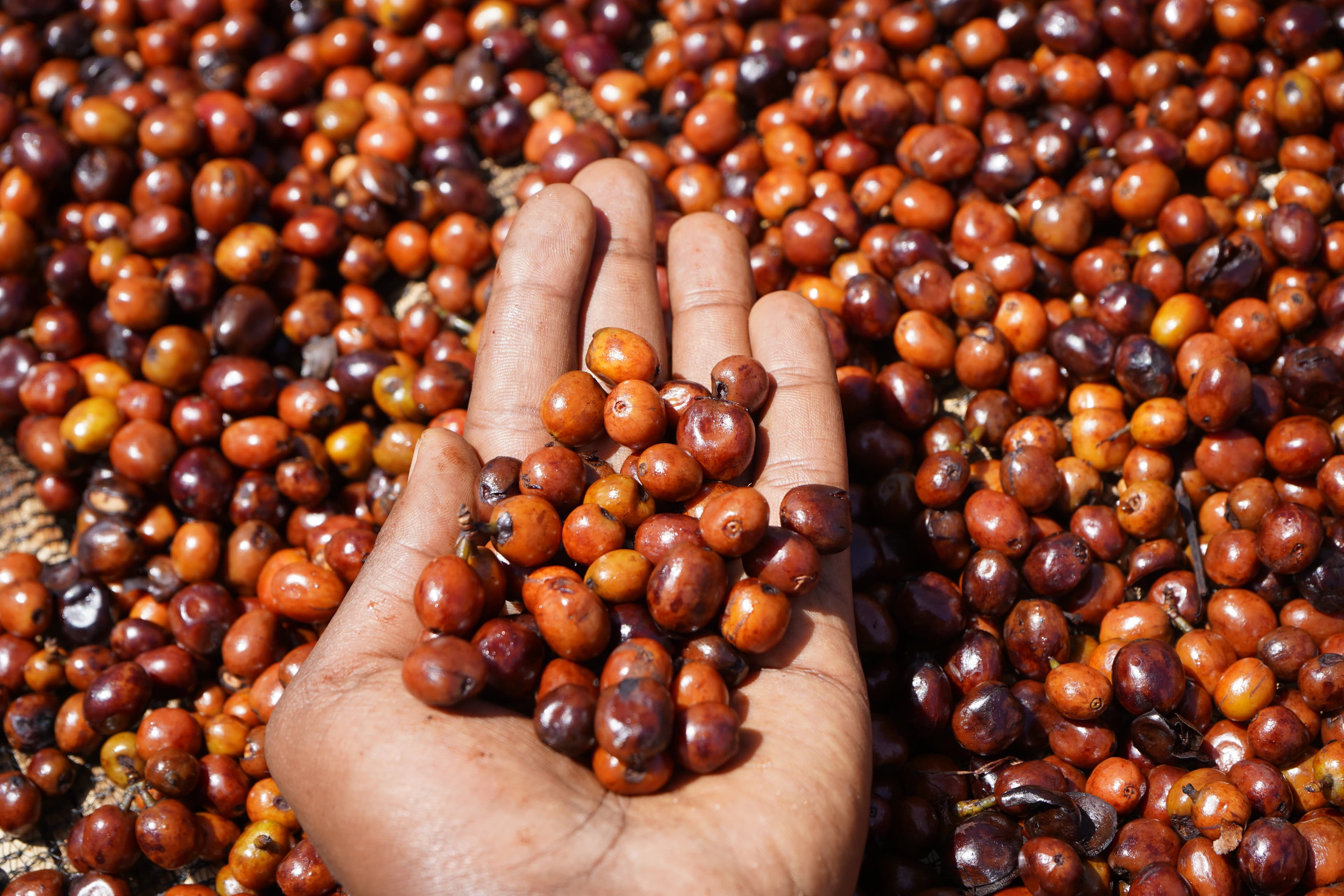 Traditional coffee processing methods