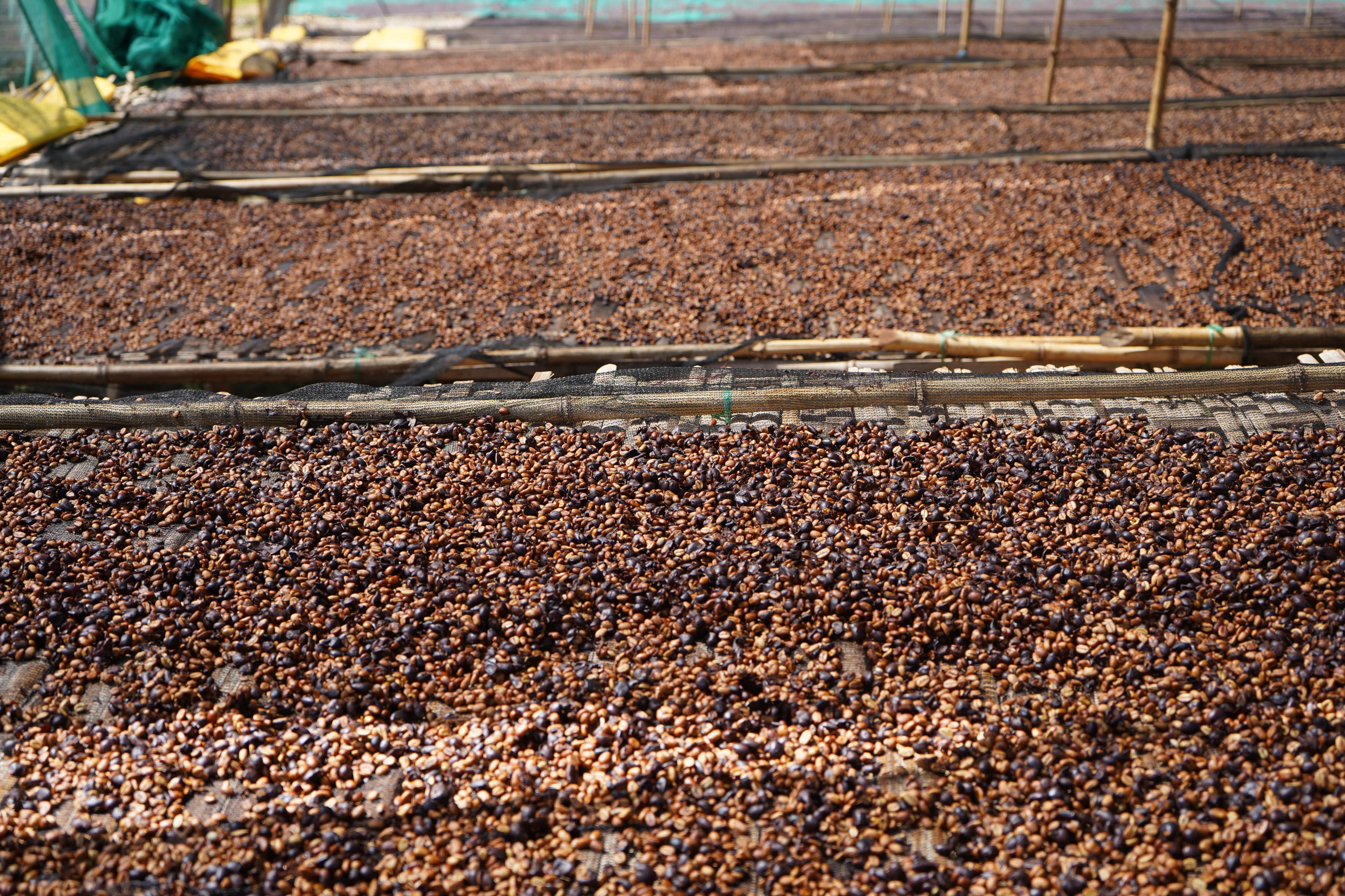 Ethiopian coffee farmers at work