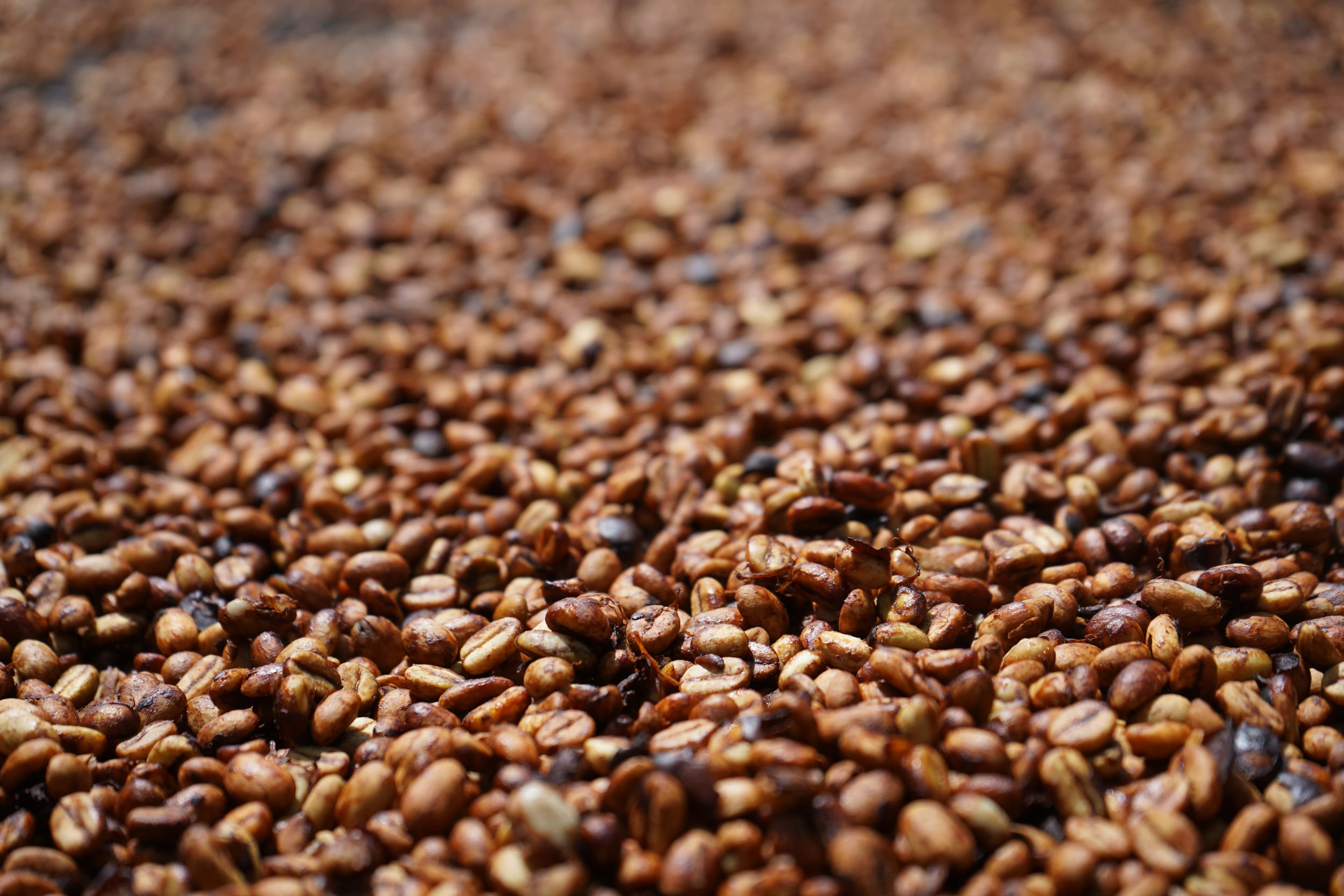 Coffee cherries and harvest