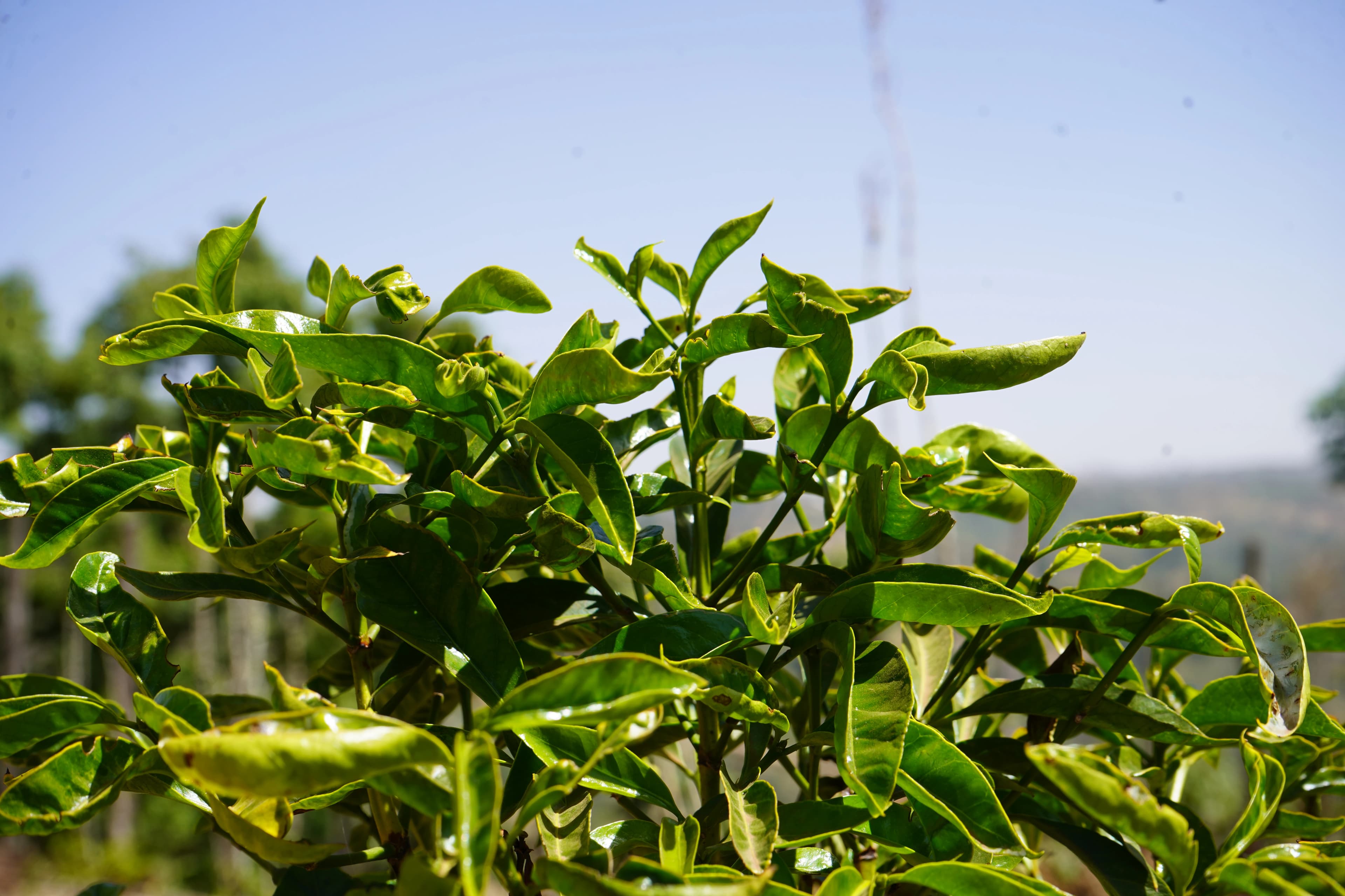 Ethiopian coffee cultivation