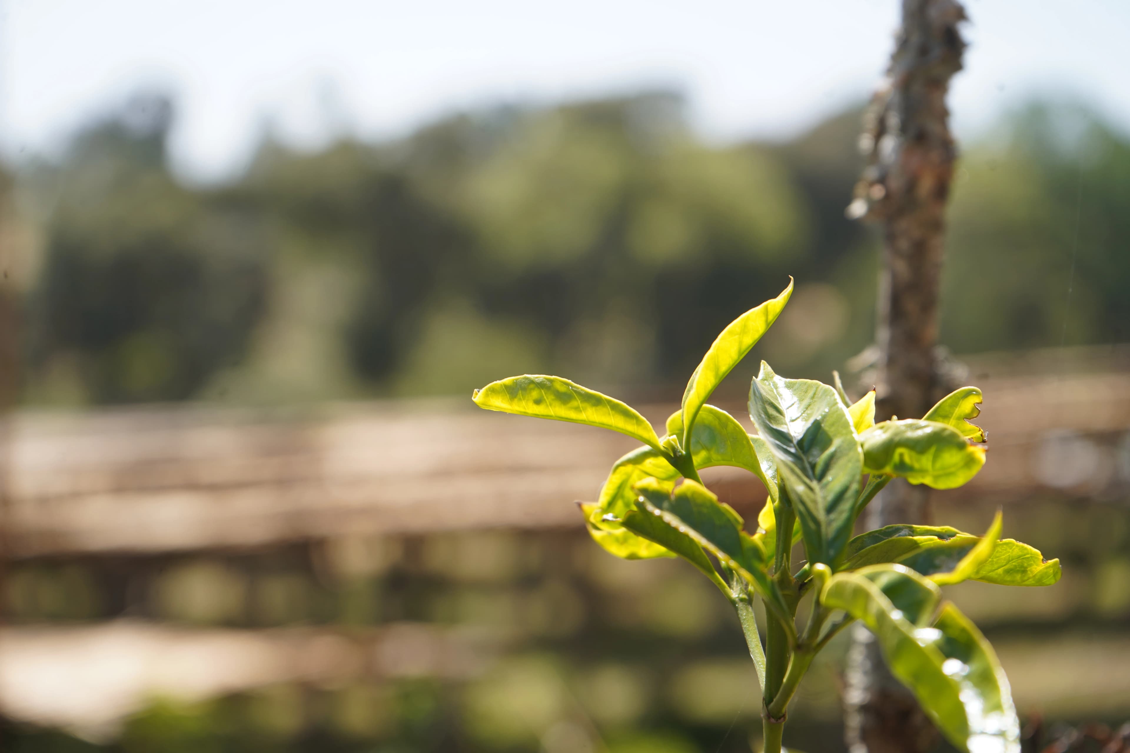Coffee beans and quality control