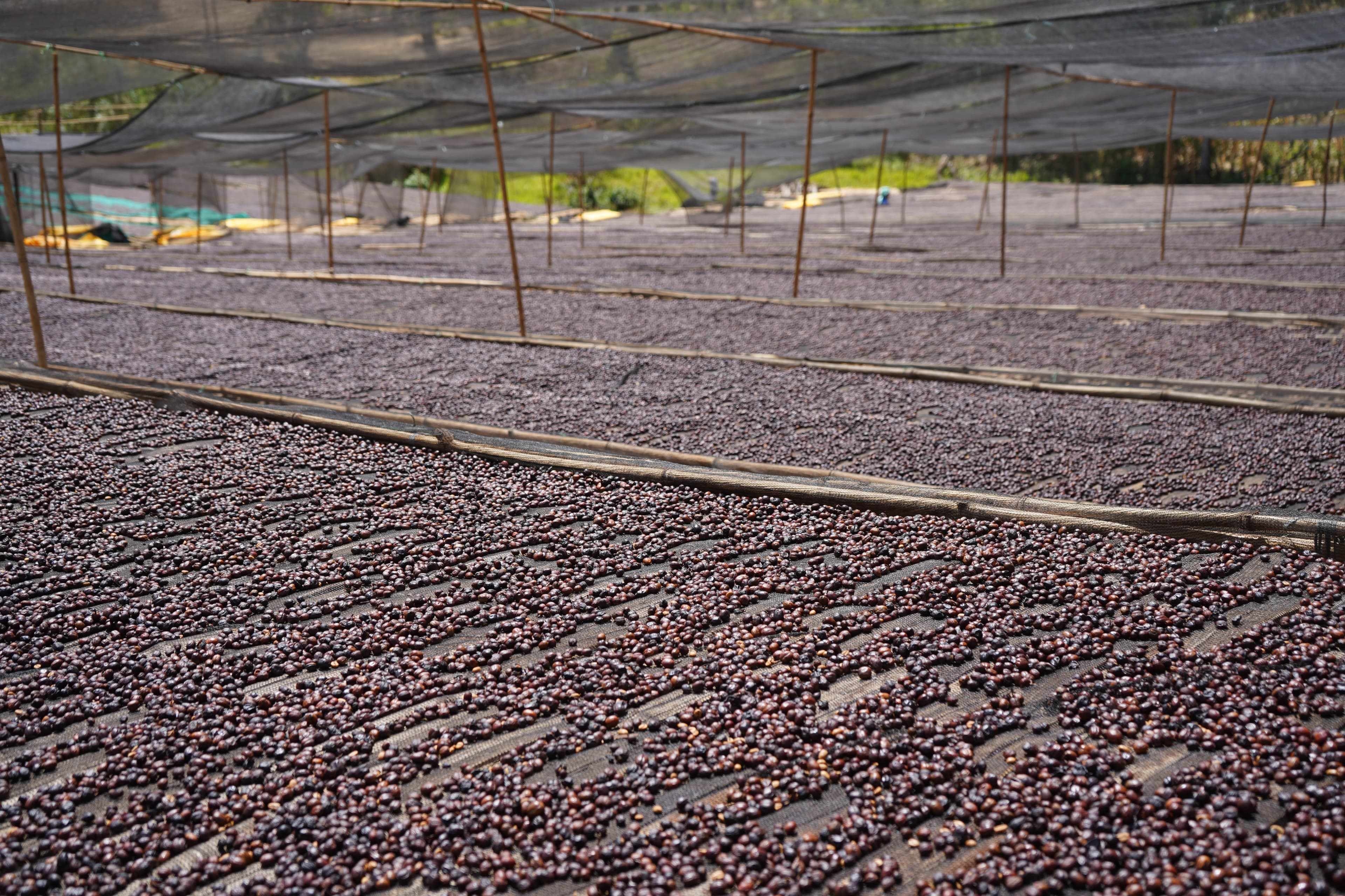 Traditional Ethiopian coffee ceremony