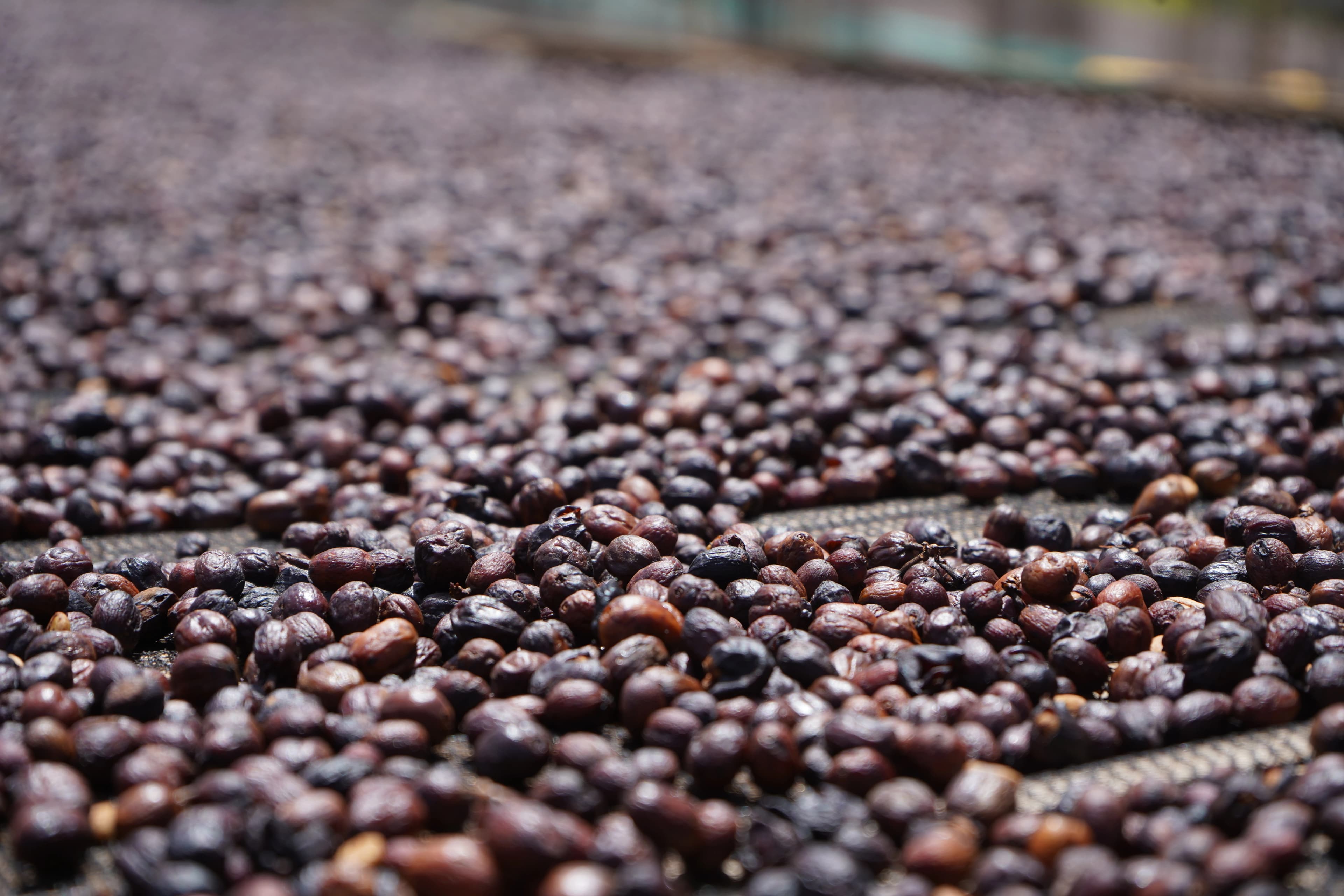 Coffee farm workers and community