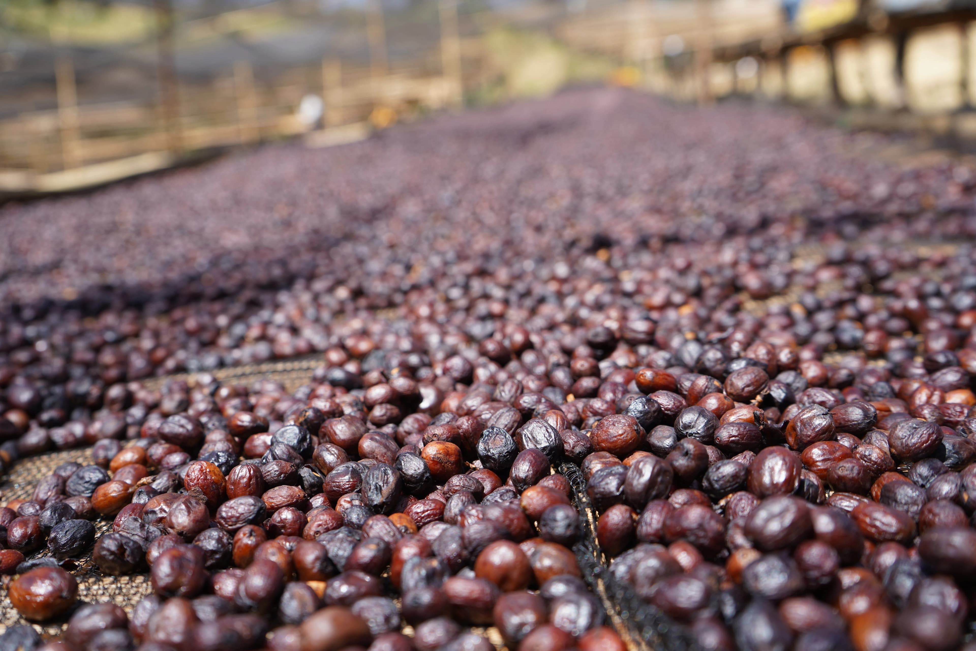 Coffee export and trading