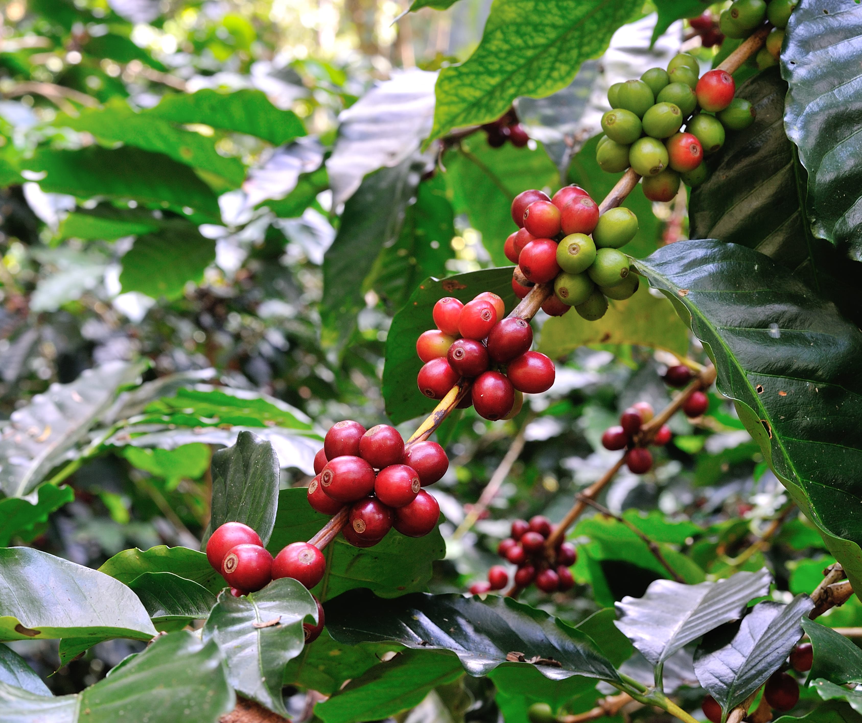 Ethiopian coffee farming and processing