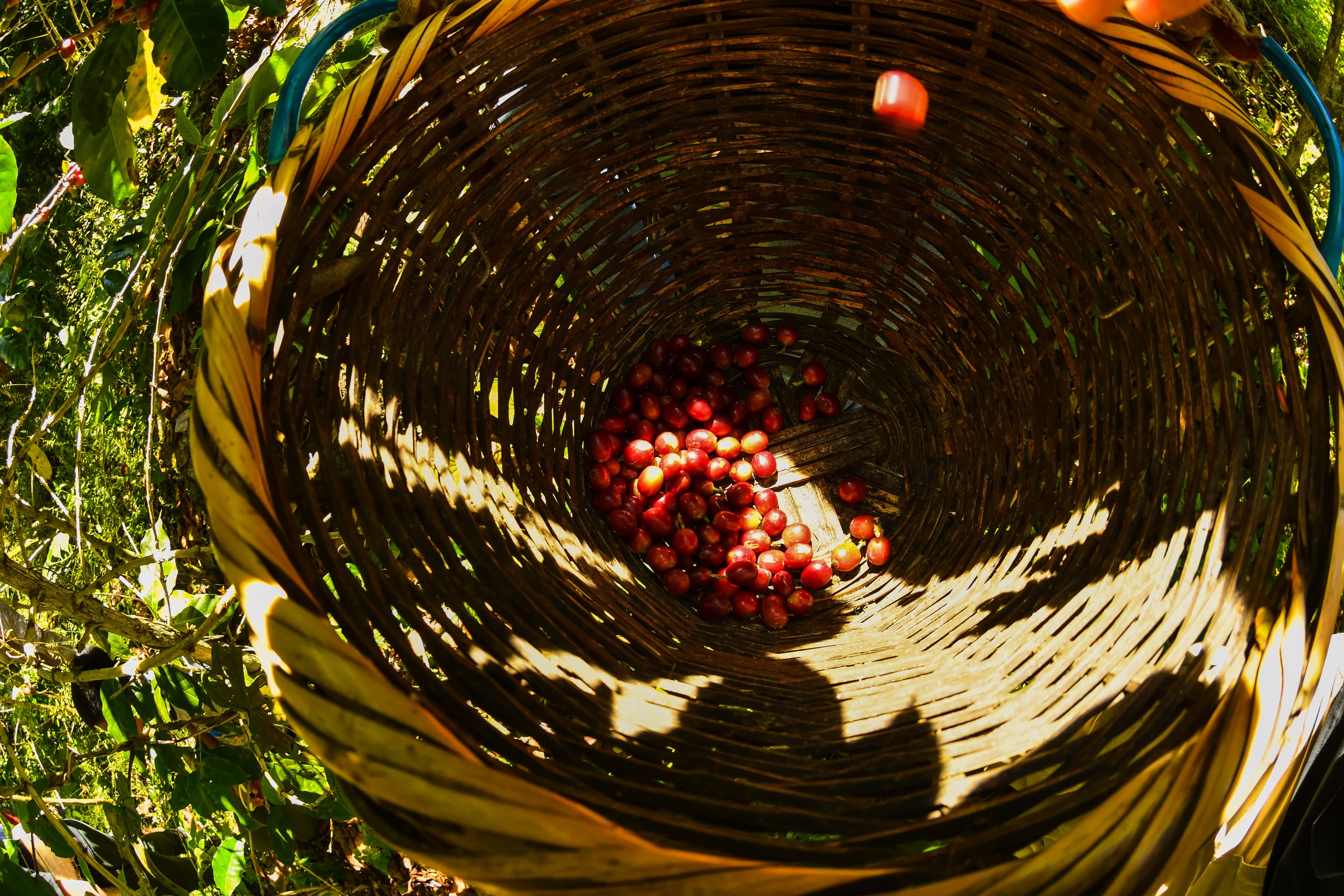 Coffee plantation landscape in Ethiopia