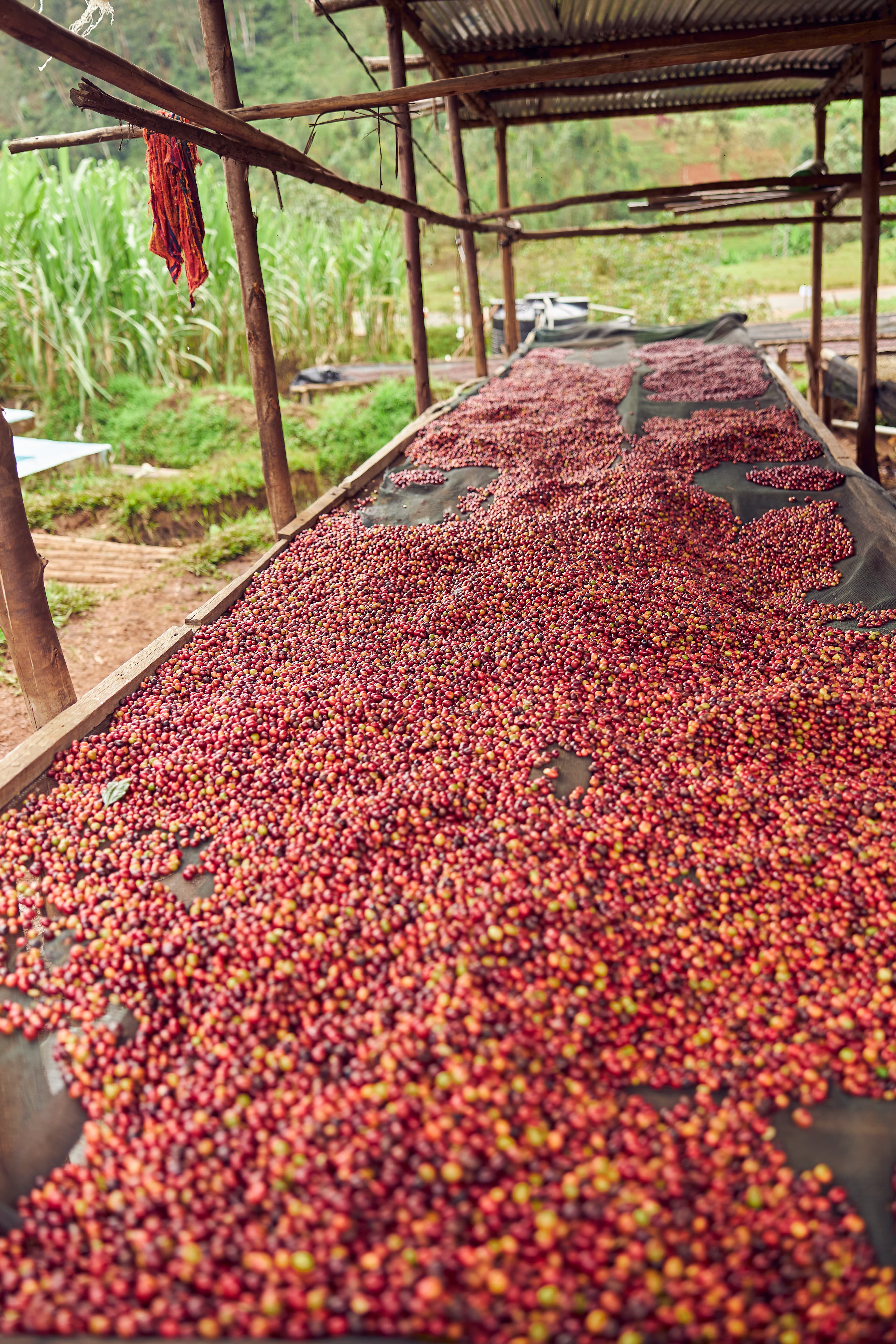 Ethiopian coffee farmers at work
