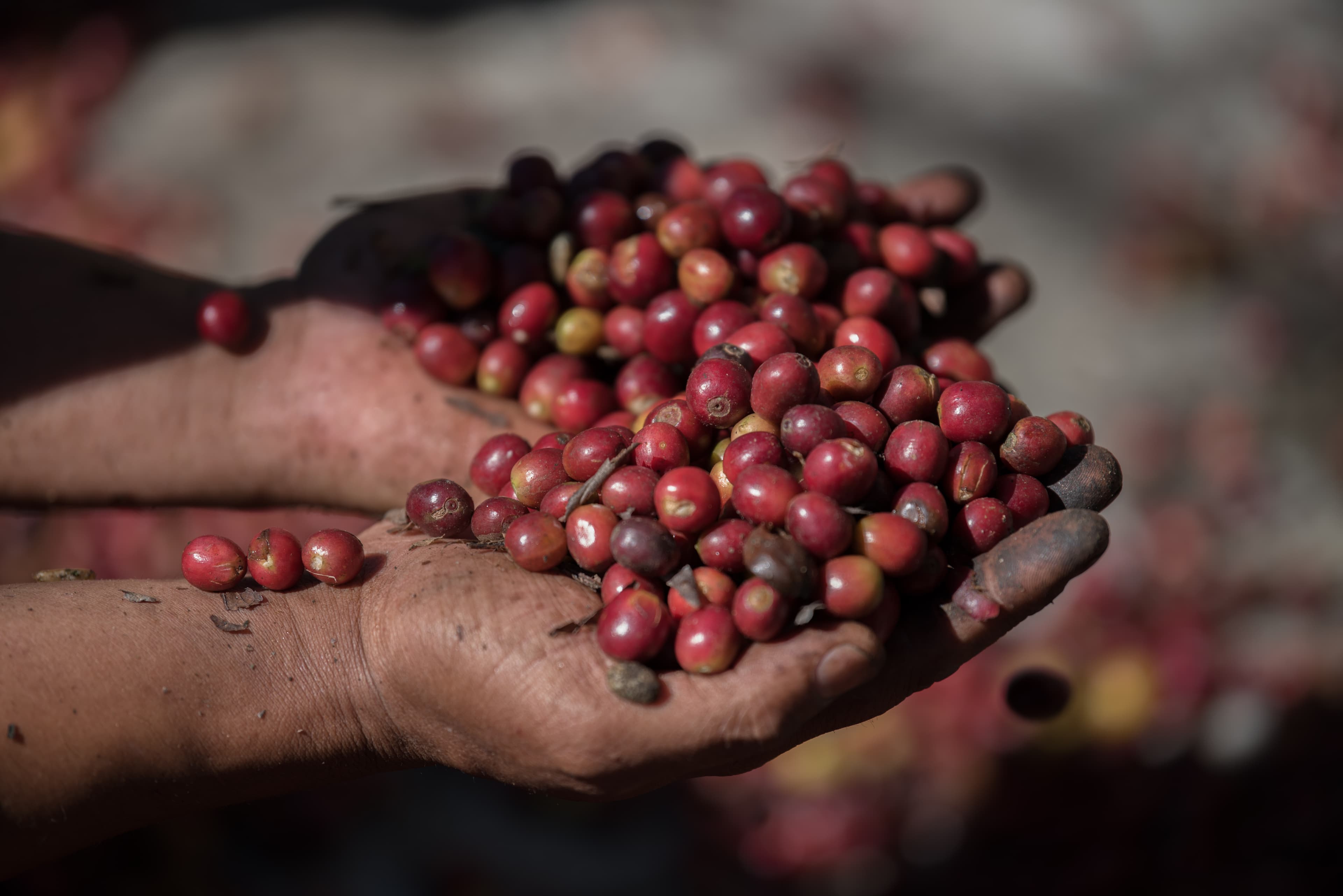 Coffee cherries and harvest