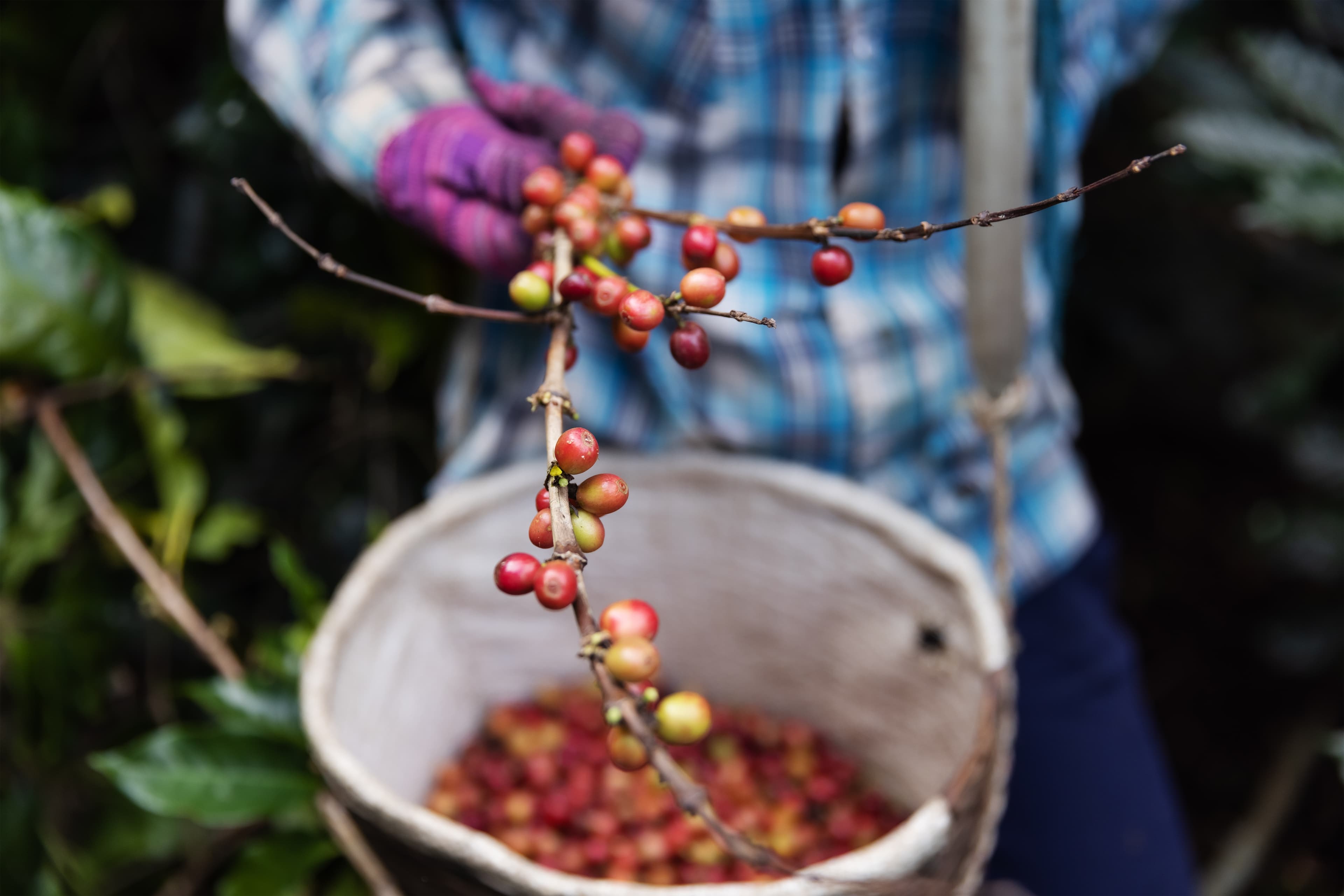 Coffee drying and preparation